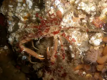 Graceful Decorator Crab