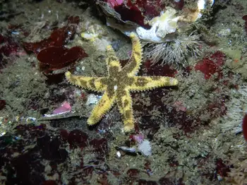 six rayed star