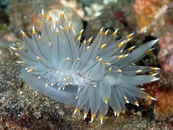 Bicolor Nudibranch