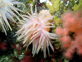 Crimson Anemone