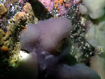 Lobed Compound Tunicate