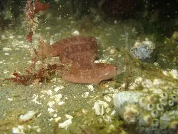 Longfin Gunnel