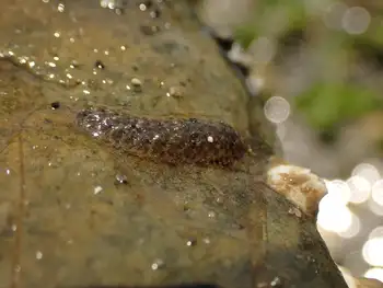 Fifteen Scaled Worm