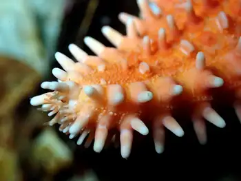 Spiny Red Star