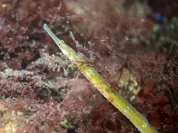 Tubesnout Fish