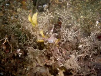 Hydroids