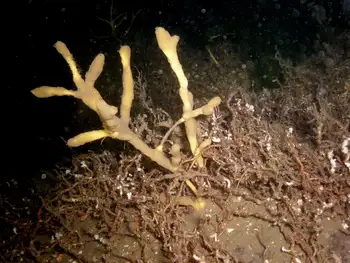 Tough Yellow Branching Sponge