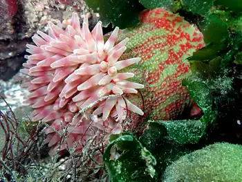Painted Anemone