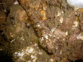 Sculpin
