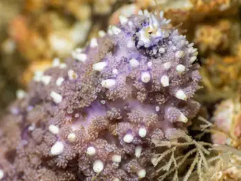 Ochre Star
