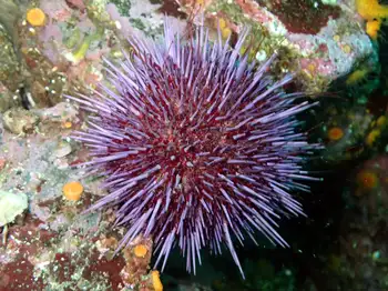Purple Sea Urchin