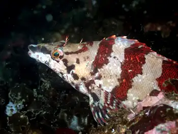 Painted Greenling