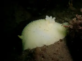 Monterey Sea Lemon