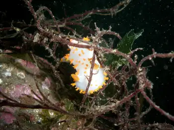 Modest Clown Nudibranch