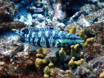 Fish