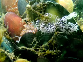 eggs opalescent nudibranch
