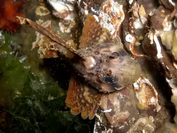 Sailfin Sculpin