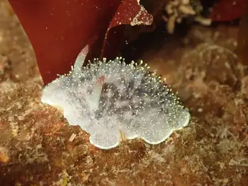 Nanaimo Nudibranch