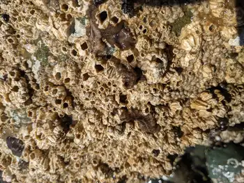 California Flatworms
