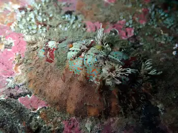 chiton