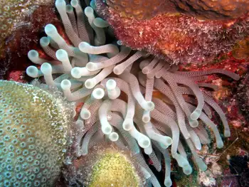 giant anemone