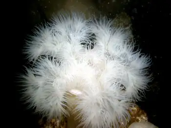 Metridium Anemone