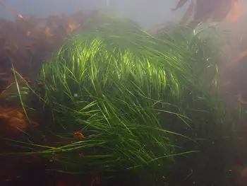 Surfgrass