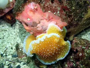 Orange Peel Nudibranch