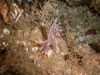 Multicolor Dendronotid