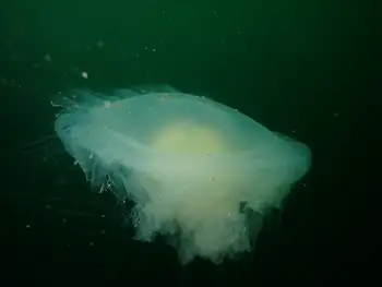 Egg Yolk Jelly