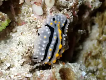 Elegant Phyllidia Nudibranch