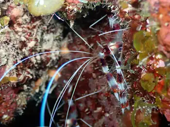 Banded Coral Shrimp