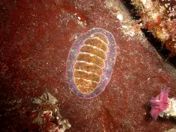 Painted Dendrochiton