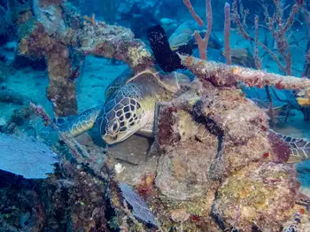 Green Sea Turtle