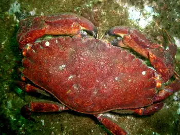 Red Rock Crab