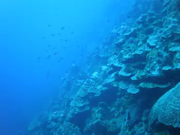 Coral