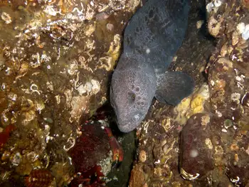 Wolf Eel