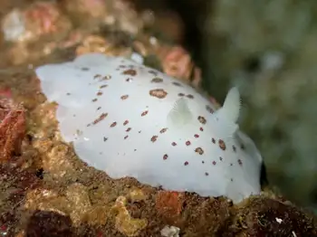 Leopard Nudibranch