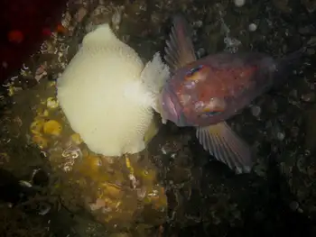 Copper Rockfish