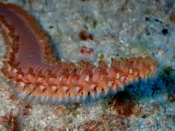 bearded fire worm