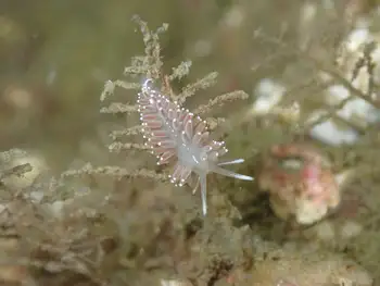 Red Gilled Nudibranch