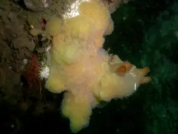 Bristly Yellow Clump Sponge