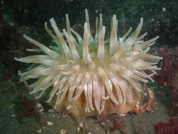Painted Anemone