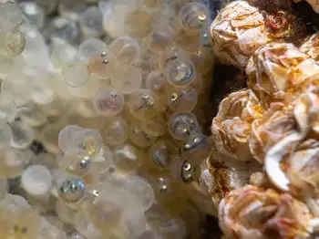 Eggs Fish