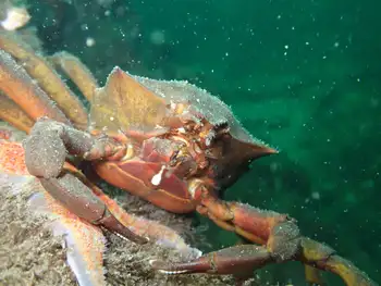 northern kelp crab