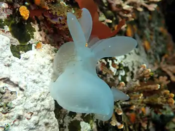 Hooded Nudibranch