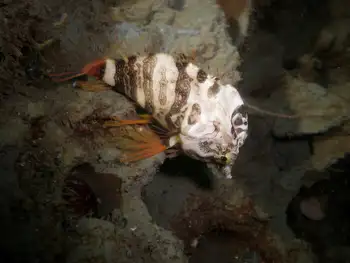 Grunt Sculpin