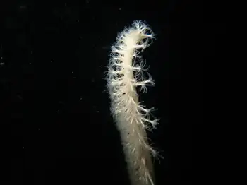Northwest Sea Whip