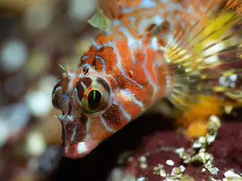 longfin sculpin