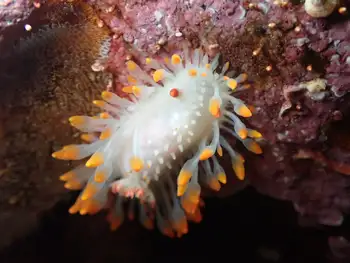 Cockerell's Nudibranch